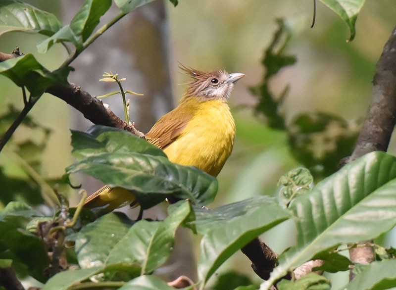 hvitstrupebylbyl - ML644746729