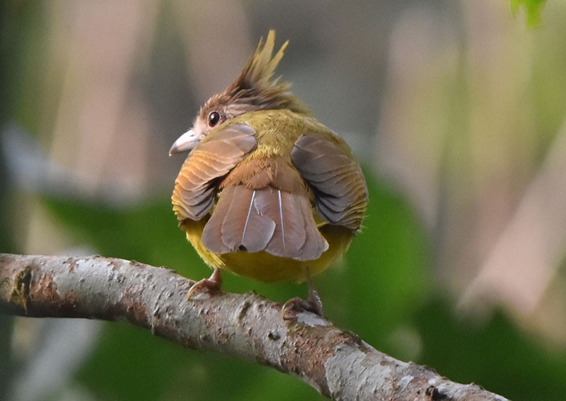 hvitstrupebylbyl - ML644746730