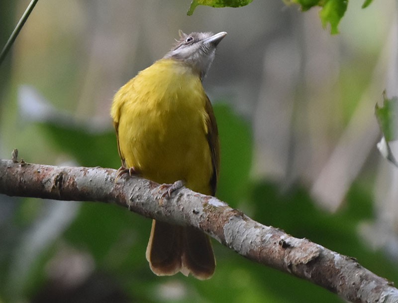 hvitstrupebylbyl - ML644746731