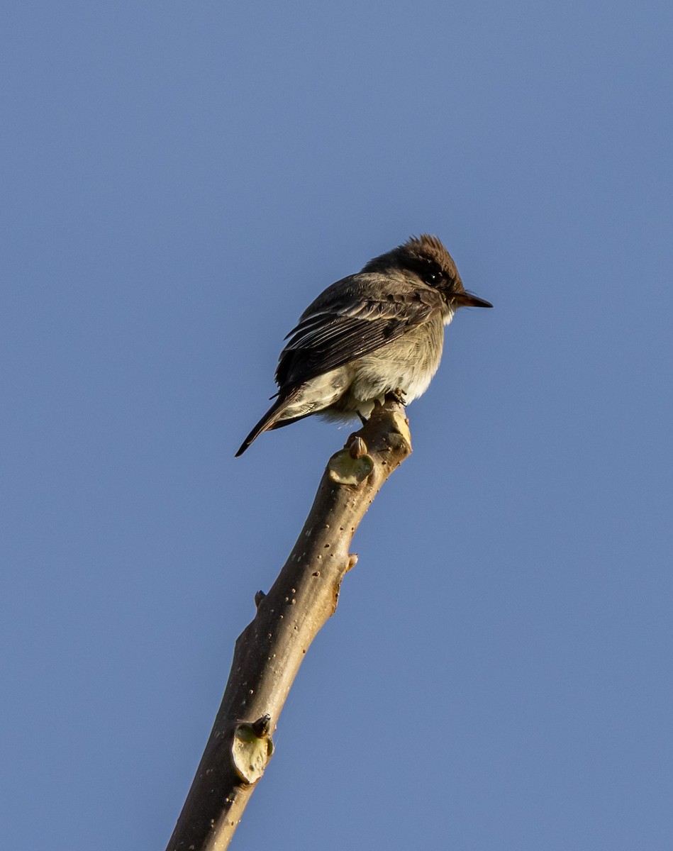 jakkepivi - ML644746732