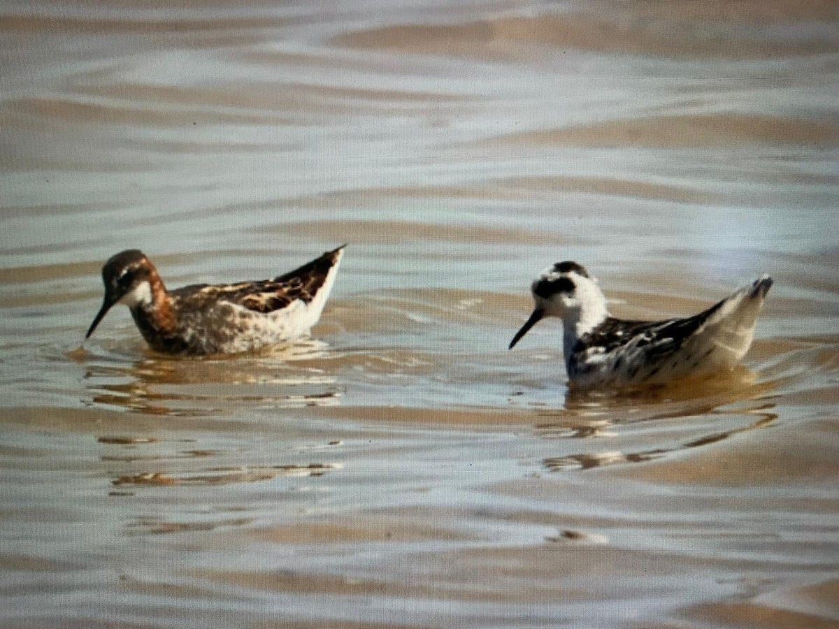 svømmesnipe - ML644746733