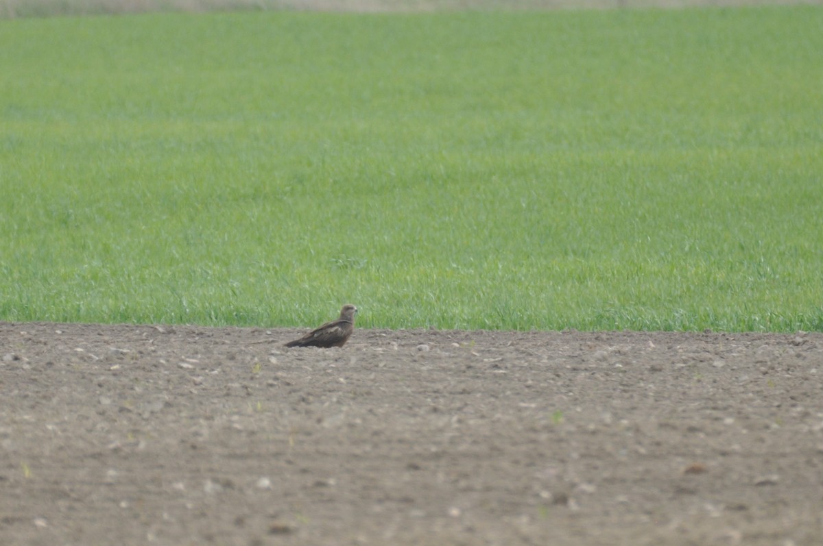 svartglente - ML644746734