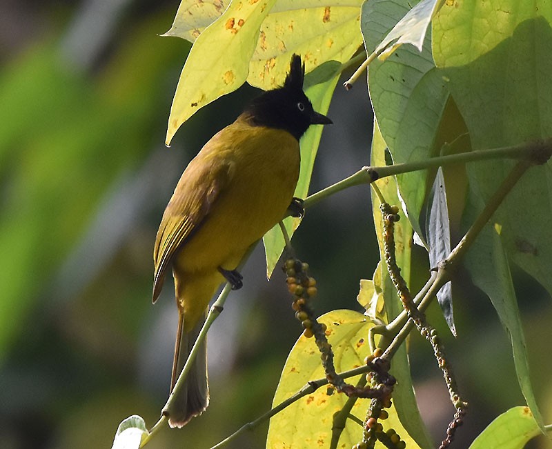 svarttoppbylbyl - ML644746735