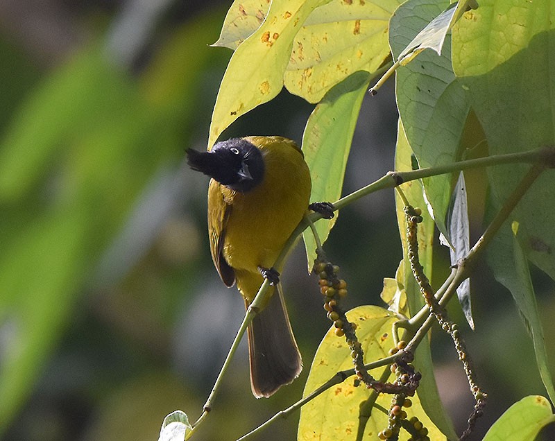 svarttoppbylbyl - ML644746736