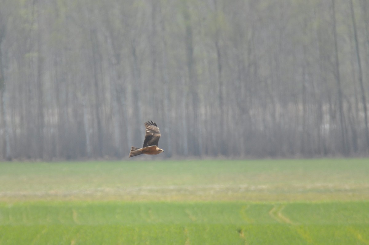 svartglente - ML644746737