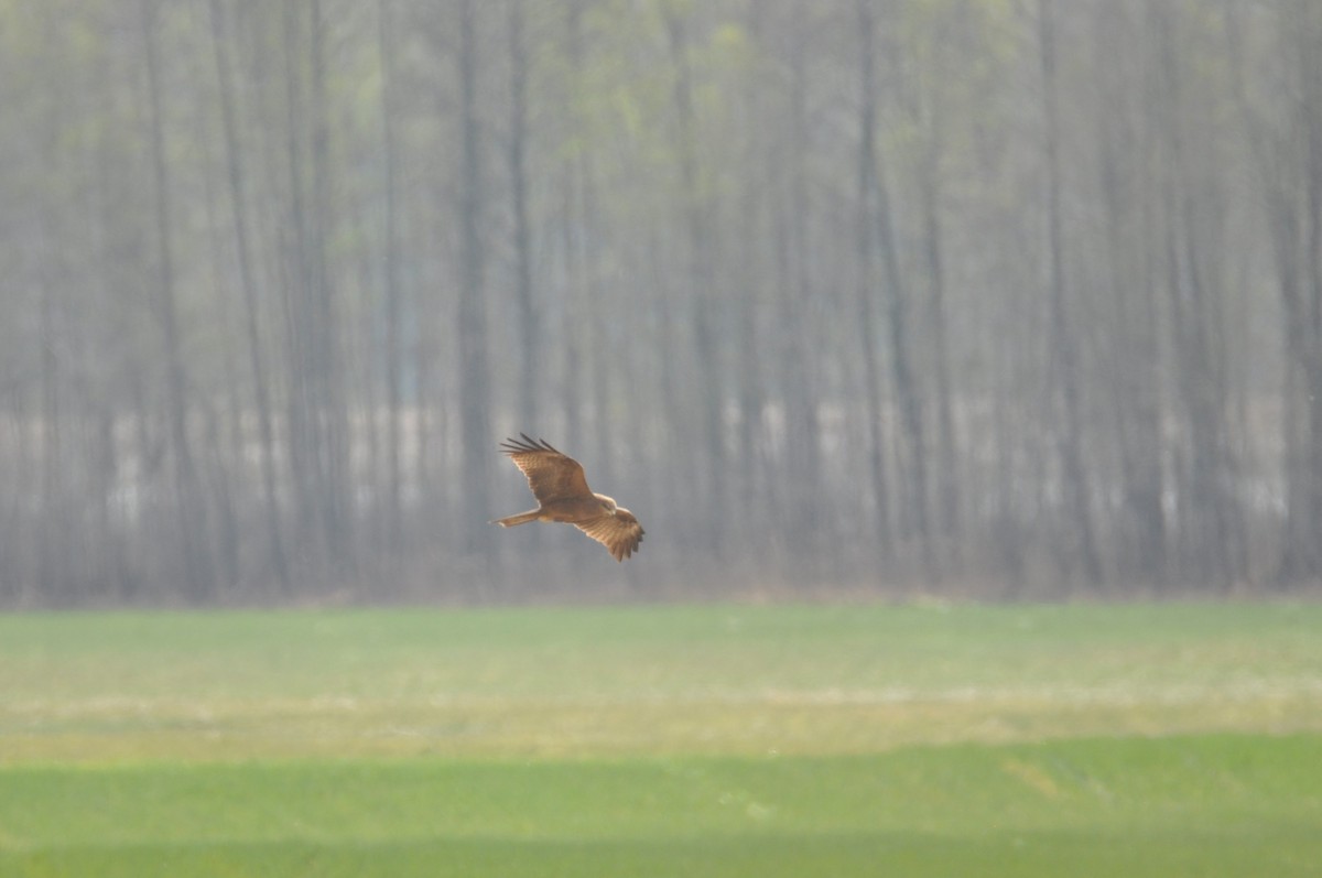 svartglente - ML644746738