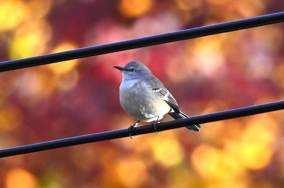 sangspottefugl - ML644746740