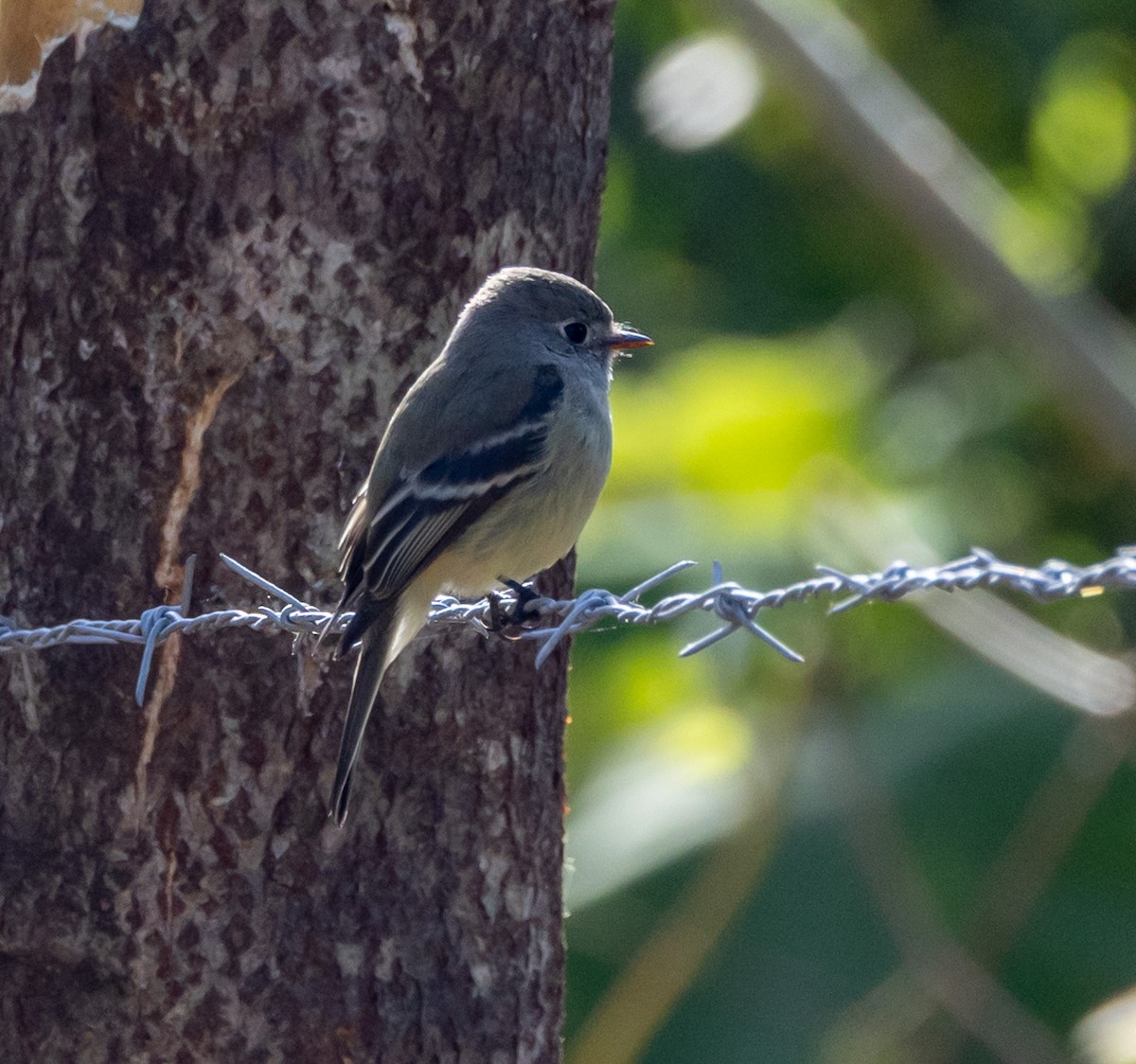 småempid - ML644746741