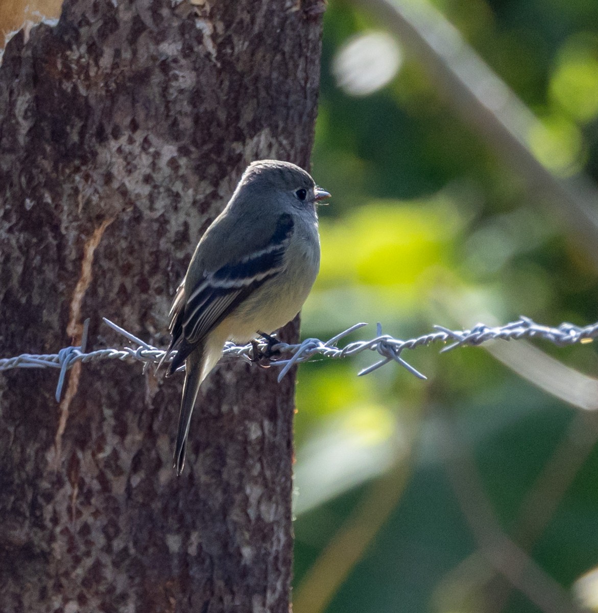 småempid - ML644746742