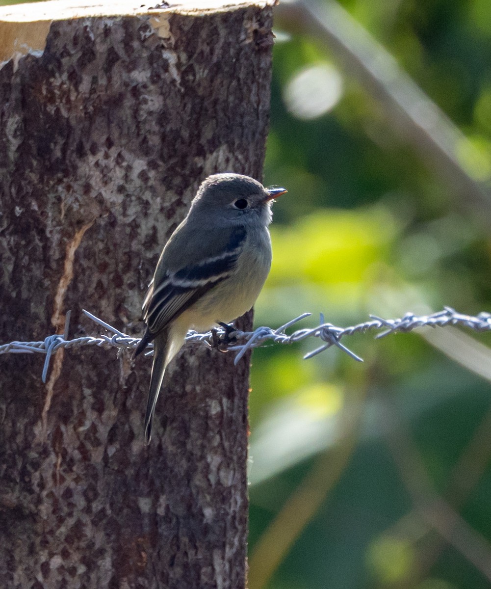 småempid - ML644746743