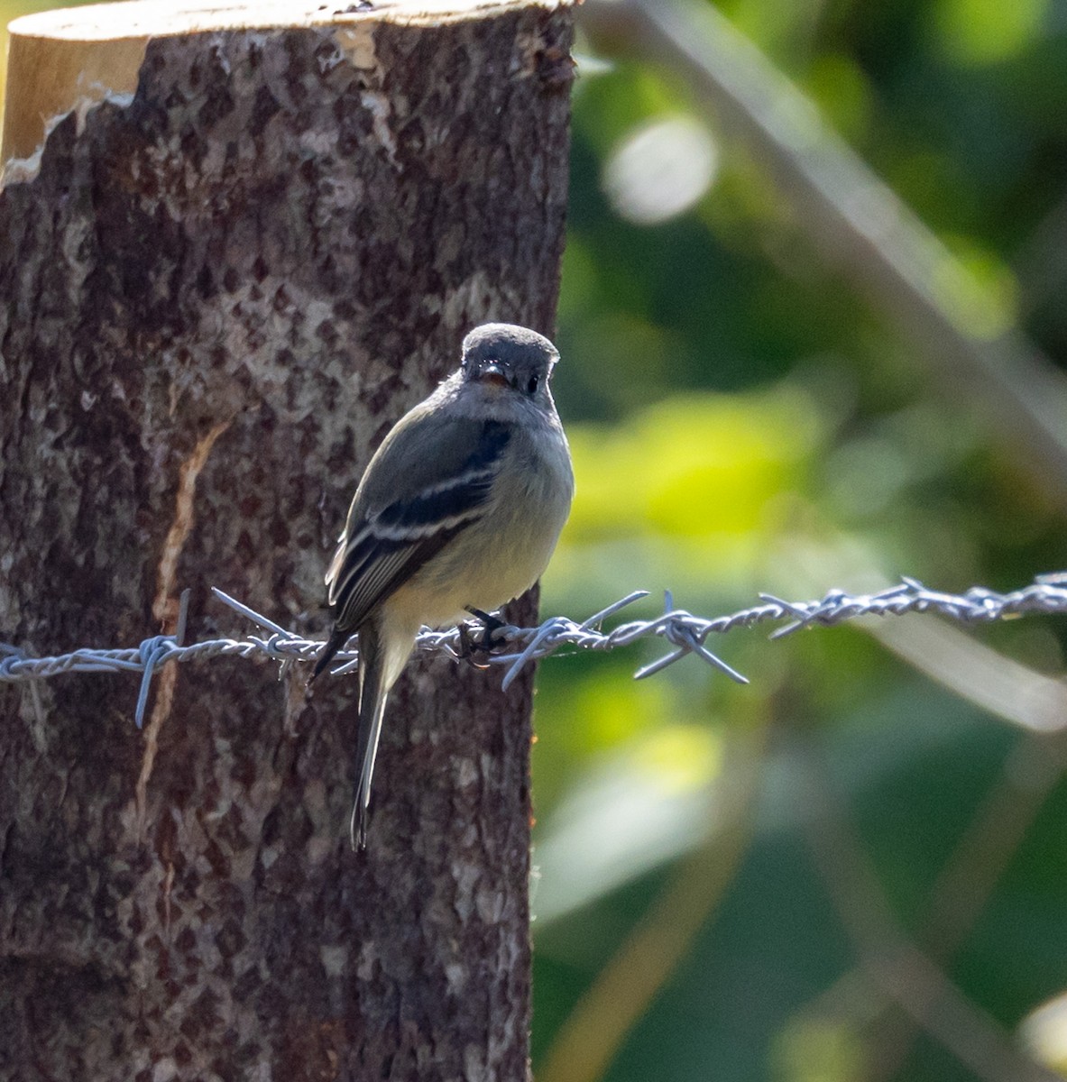 småempid - ML644746744