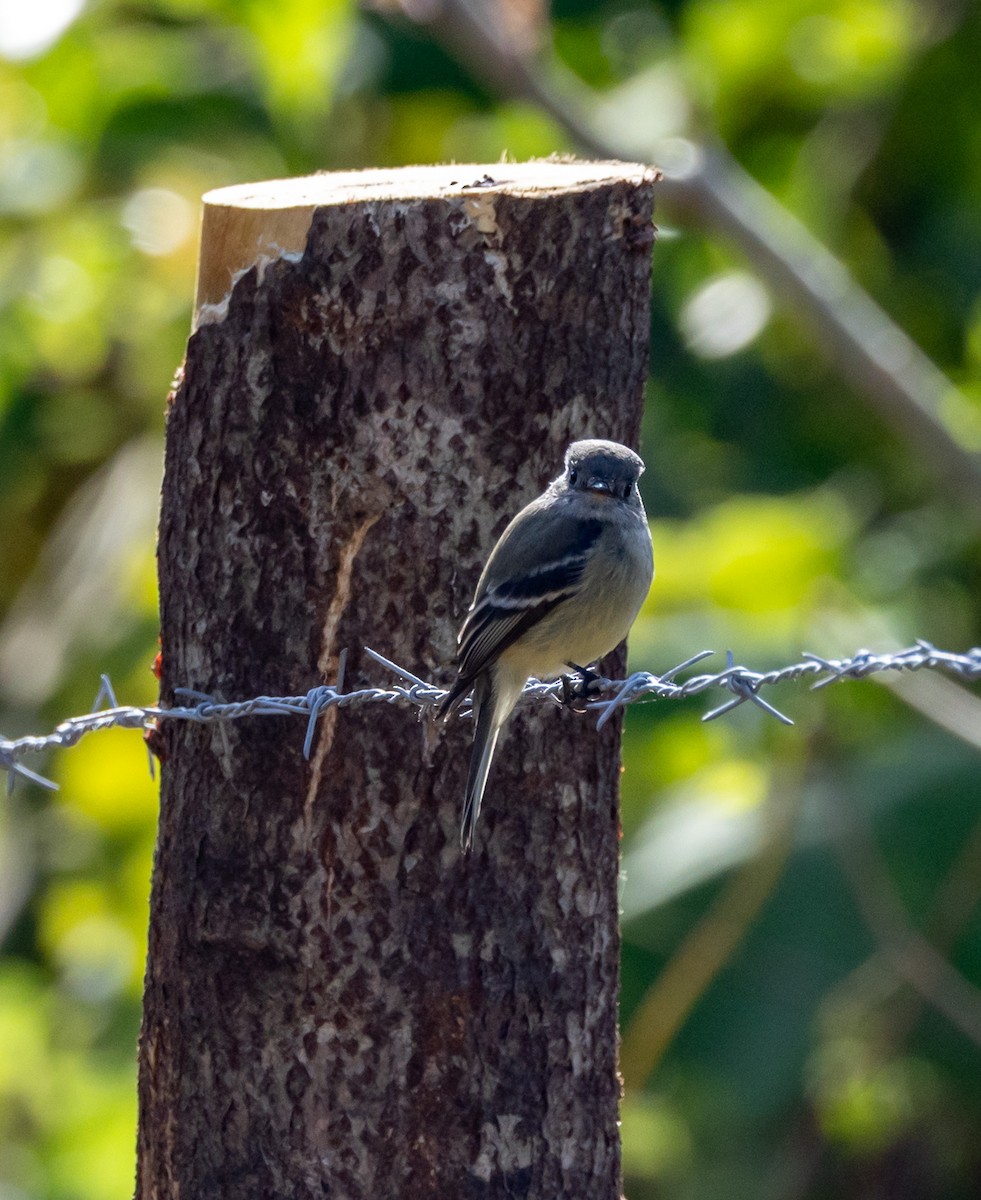 småempid - ML644746745