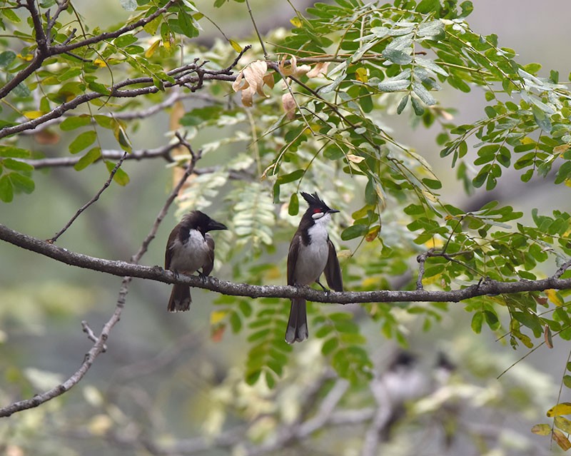 rødørebylbyl - ML644746746
