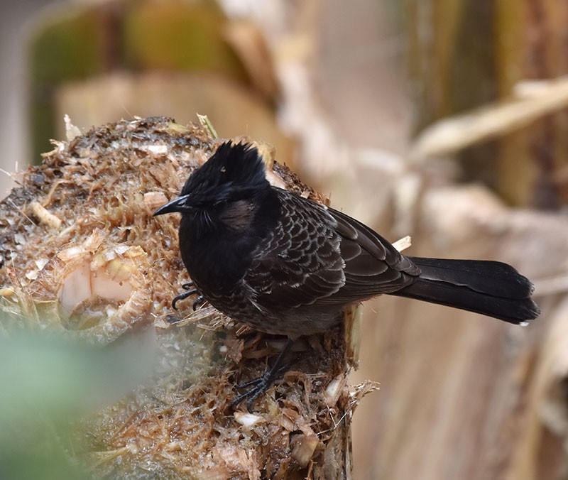 rødgumpbylbyl - ML644746747