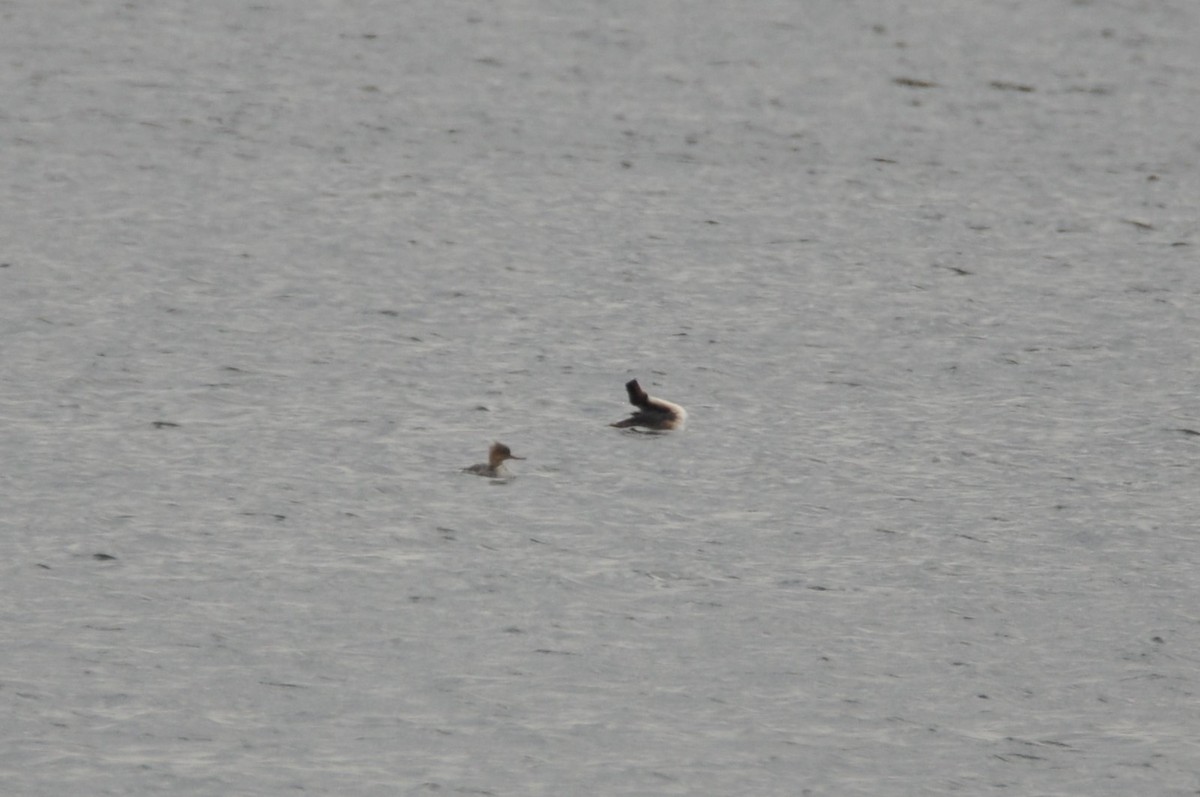 siland - ML644746748