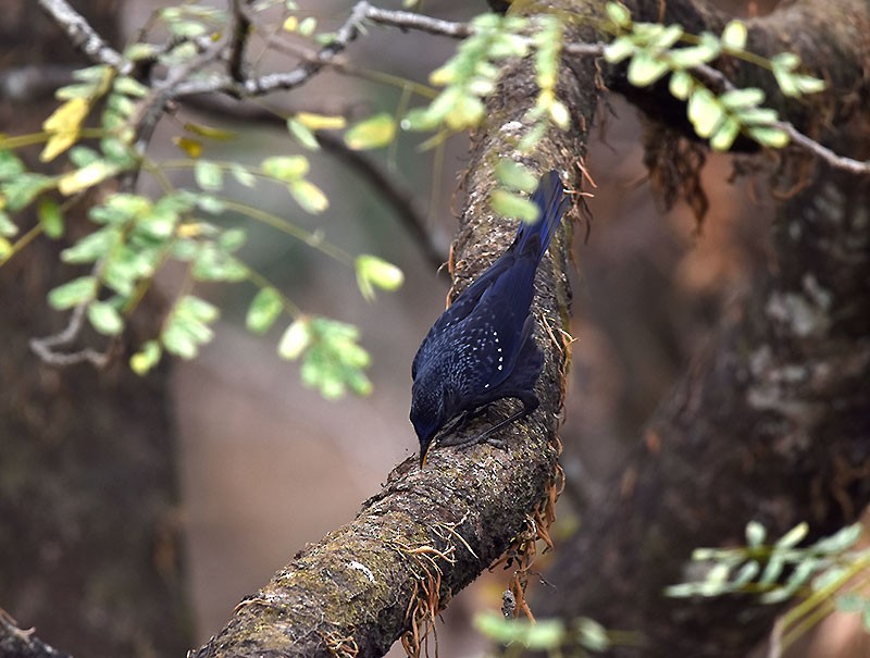 Blue Whistling-Thrush - ML644746751