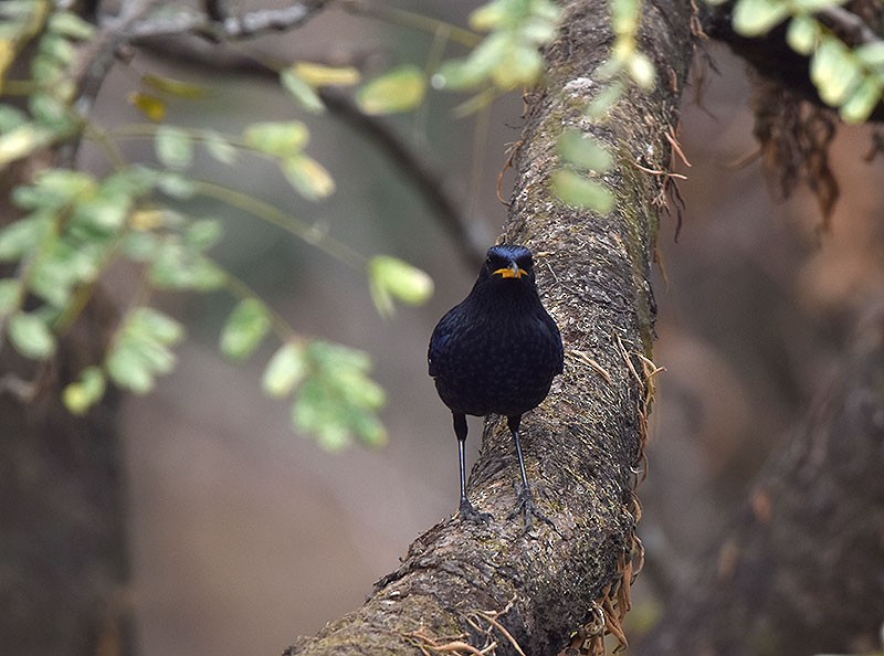 Blue Whistling-Thrush - ML644746752