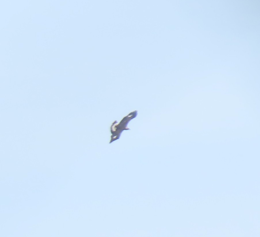 金鵰 - ML644746756