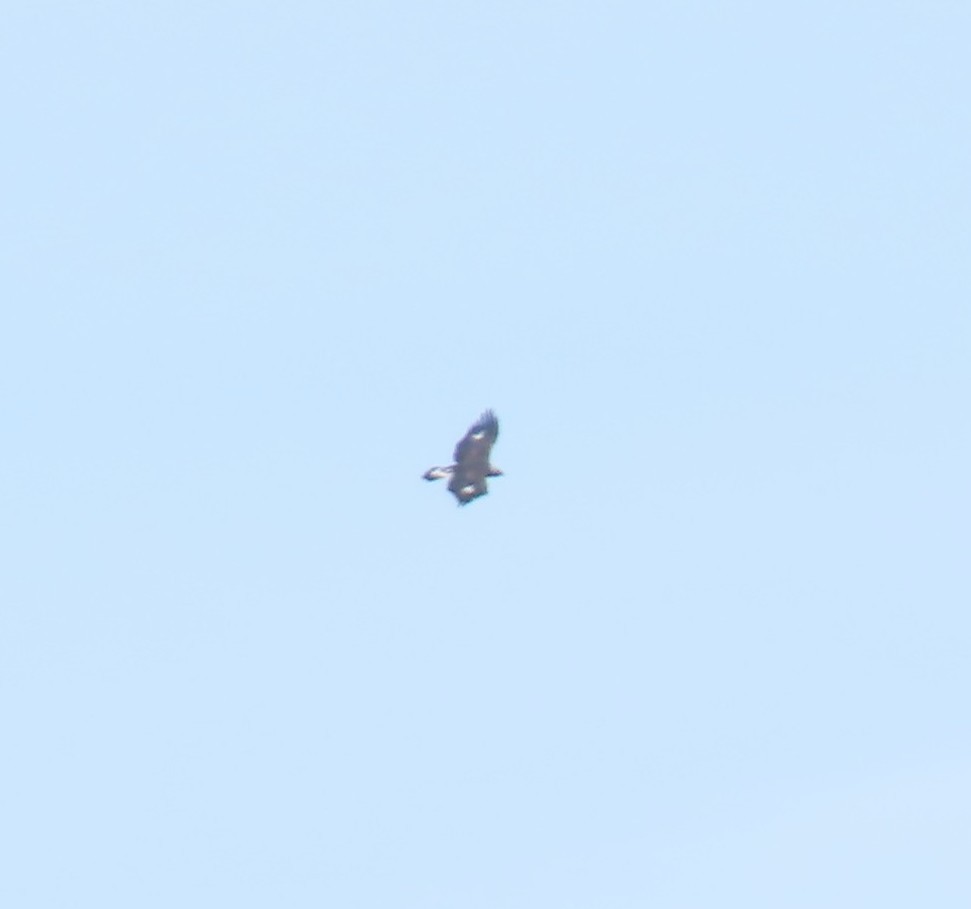 金鵰 - ML644746757