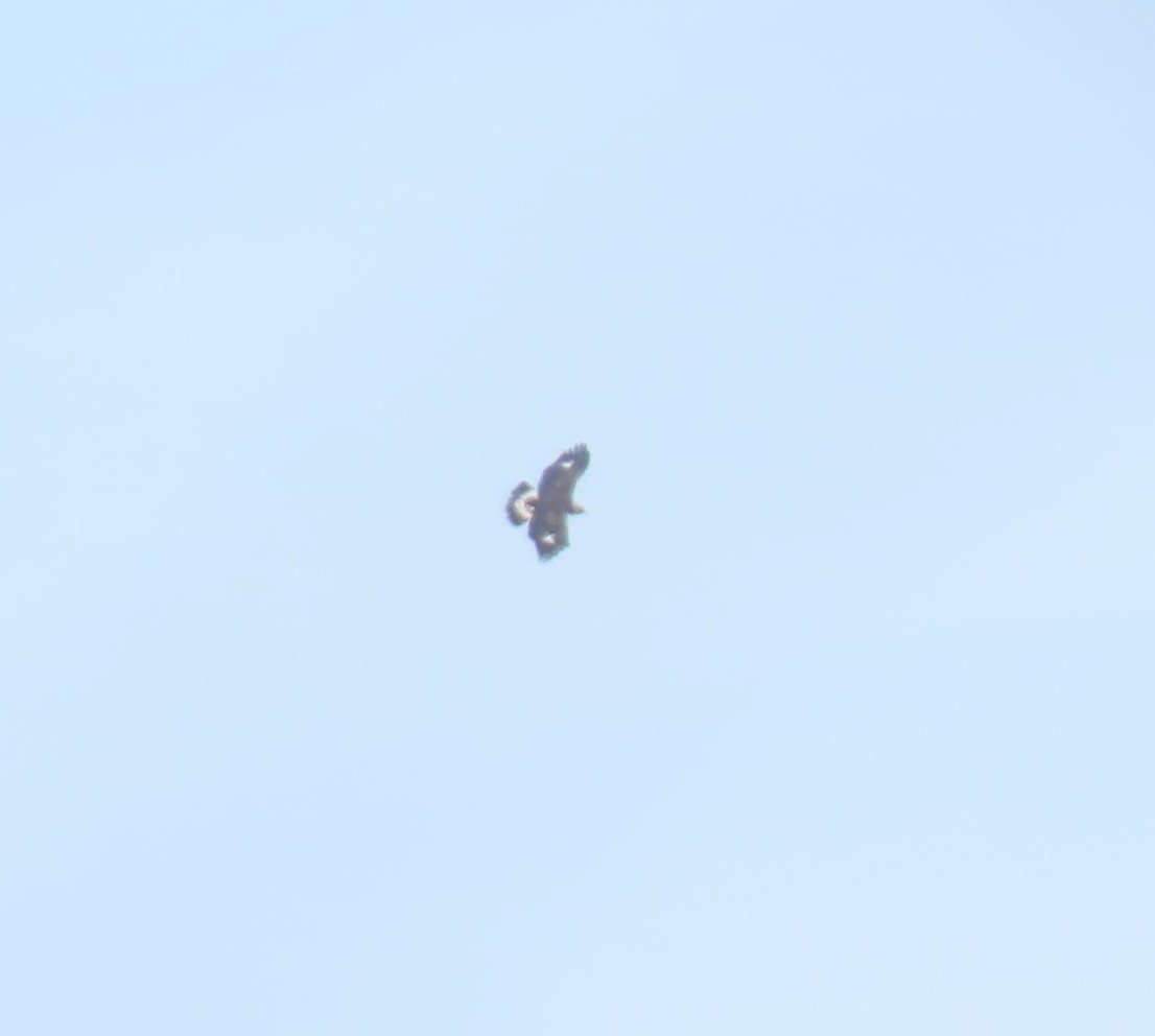 金鵰 - ML644746758