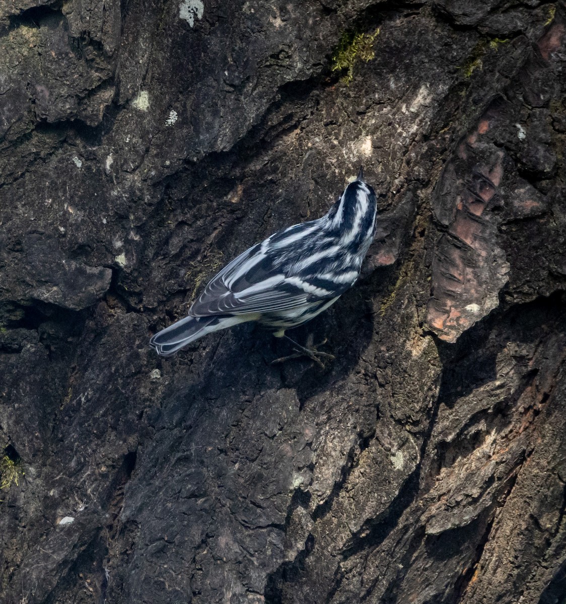 Black-and-white Warbler - ML644746767