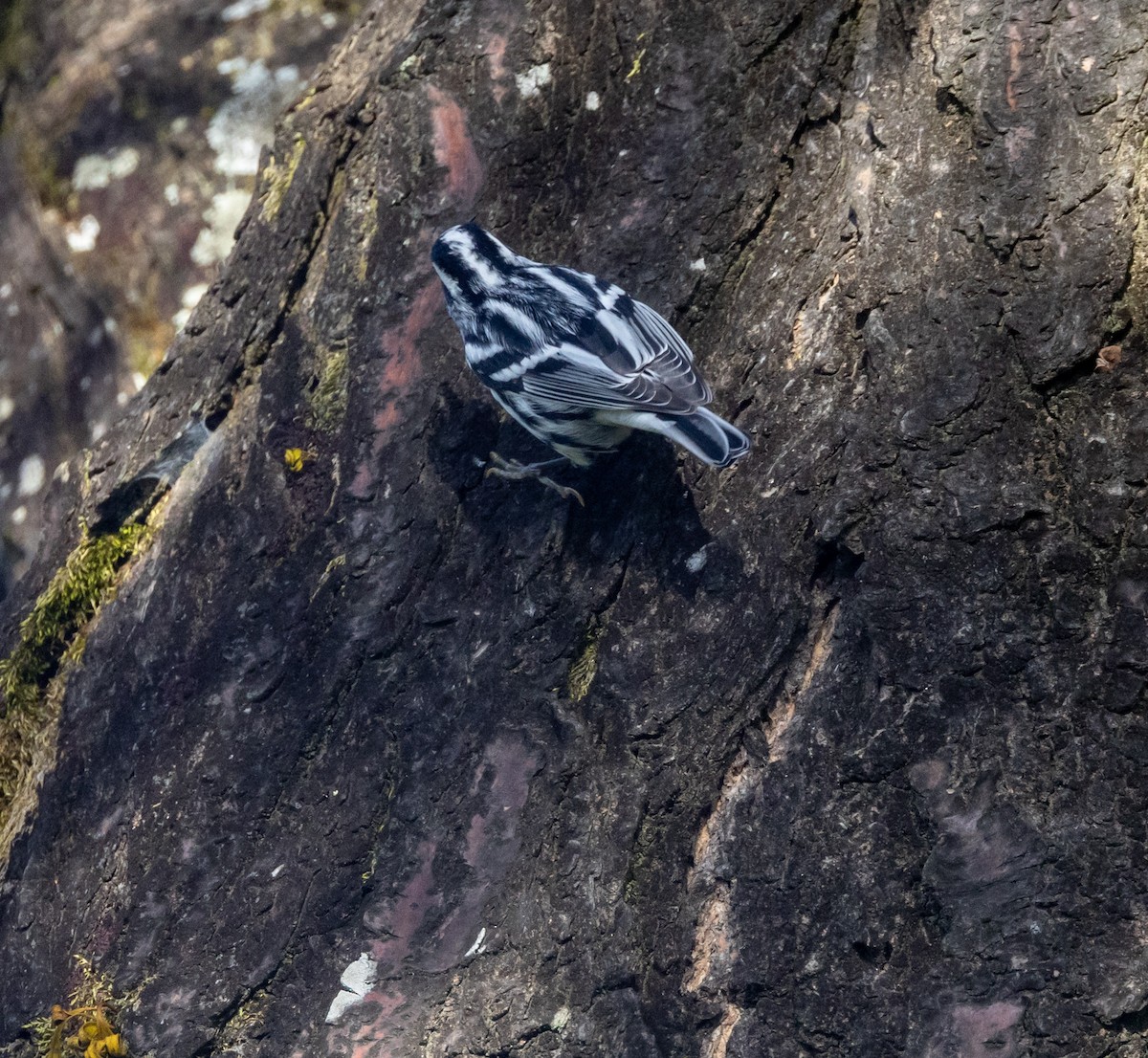Black-and-white Warbler - ML644746768