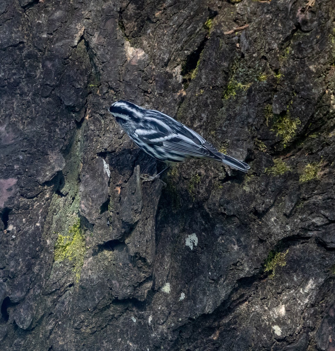 Black-and-white Warbler - ML644746769