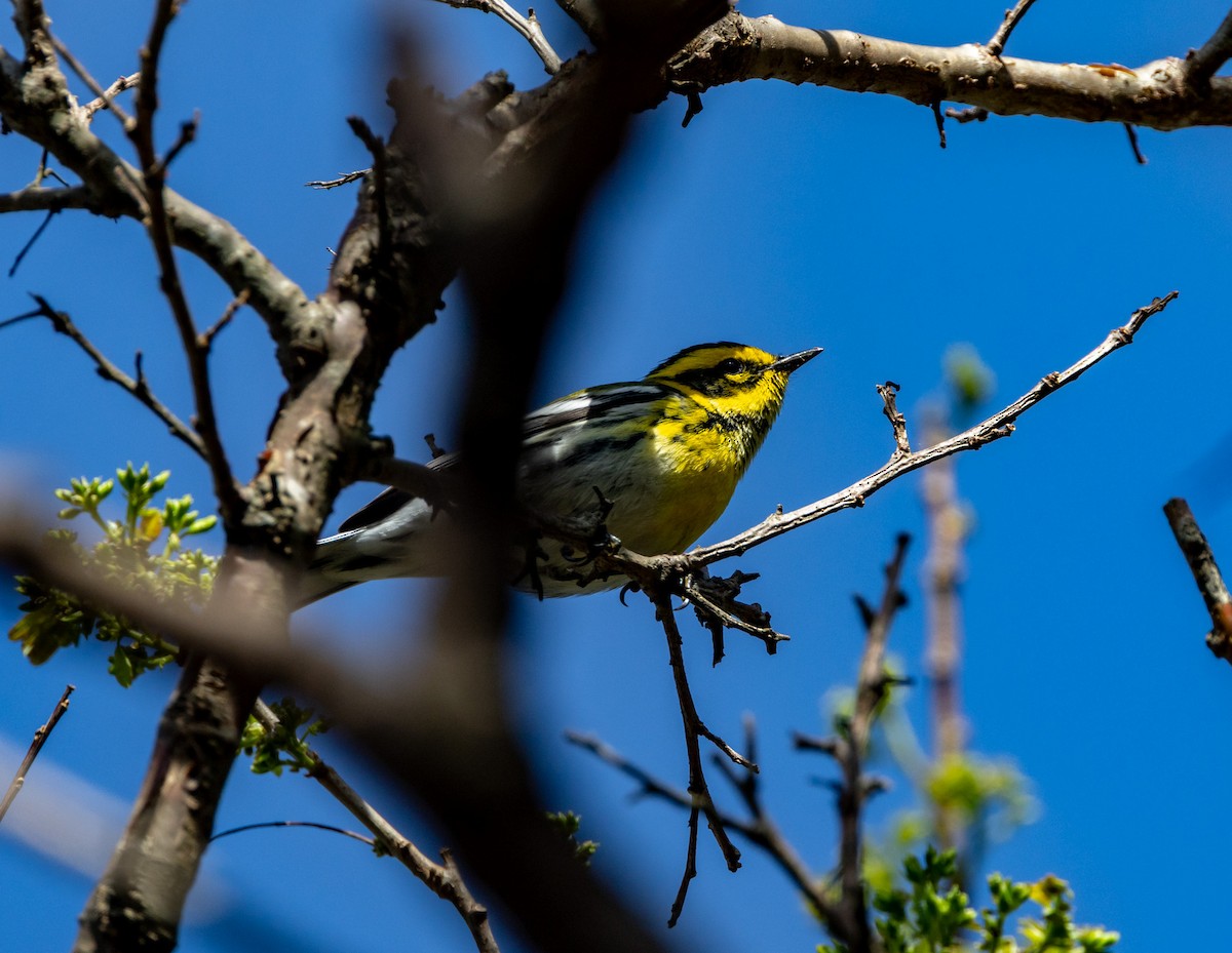Townsend's Warbler - ML644746773