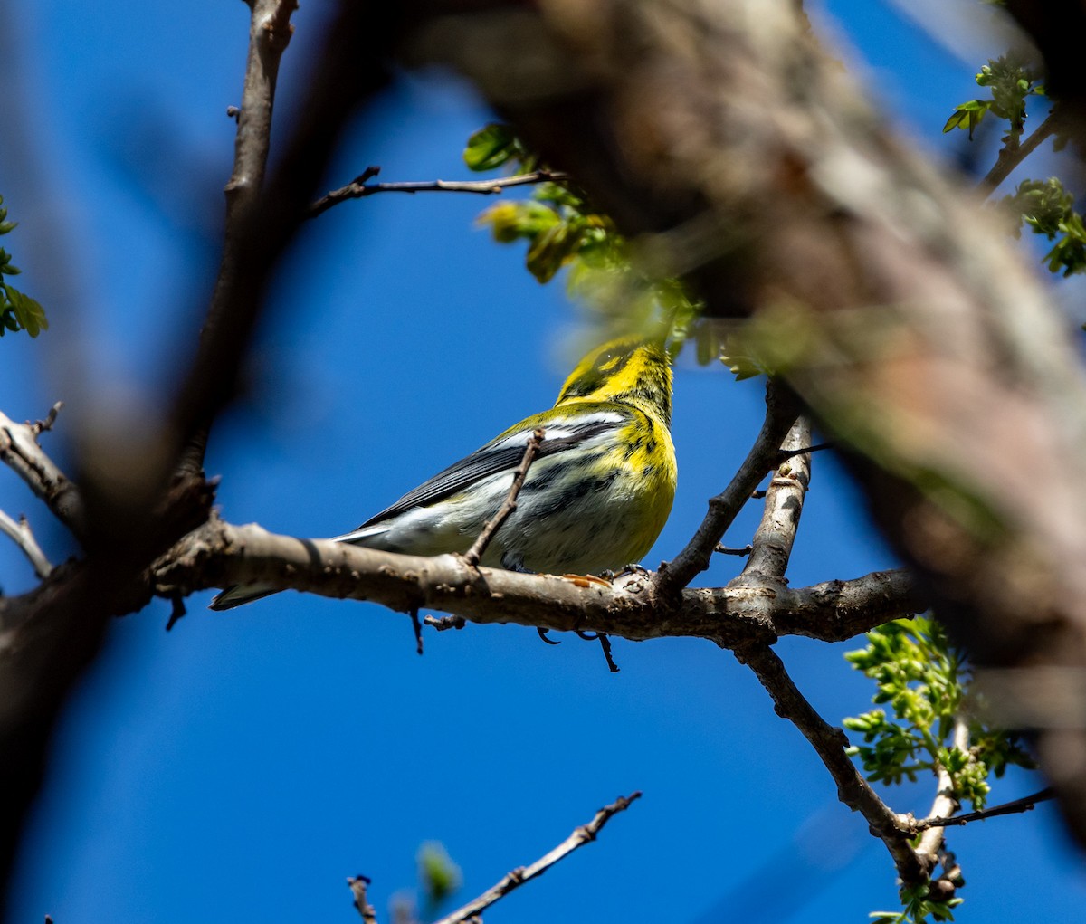 Townsend's Warbler - ML644746774