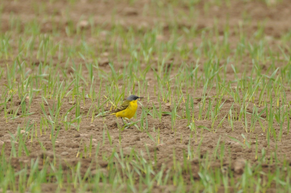 Western Yellow Wagtail (thunbergi) - ML644746786