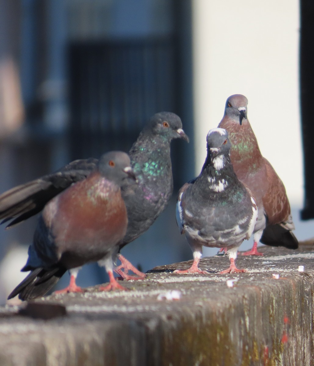 カワラバト（ドバト、家畜型） - ML644746790