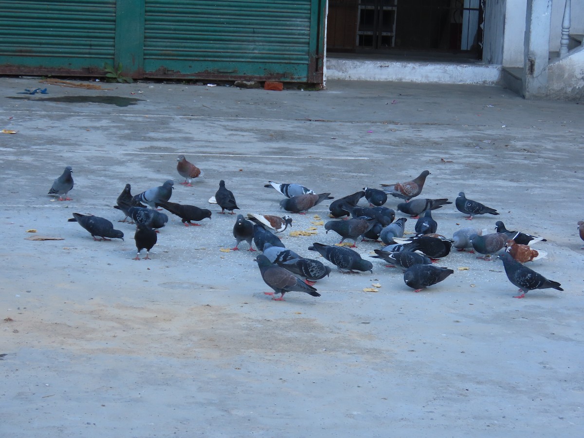 カワラバト（ドバト、家畜型） - ML644746791