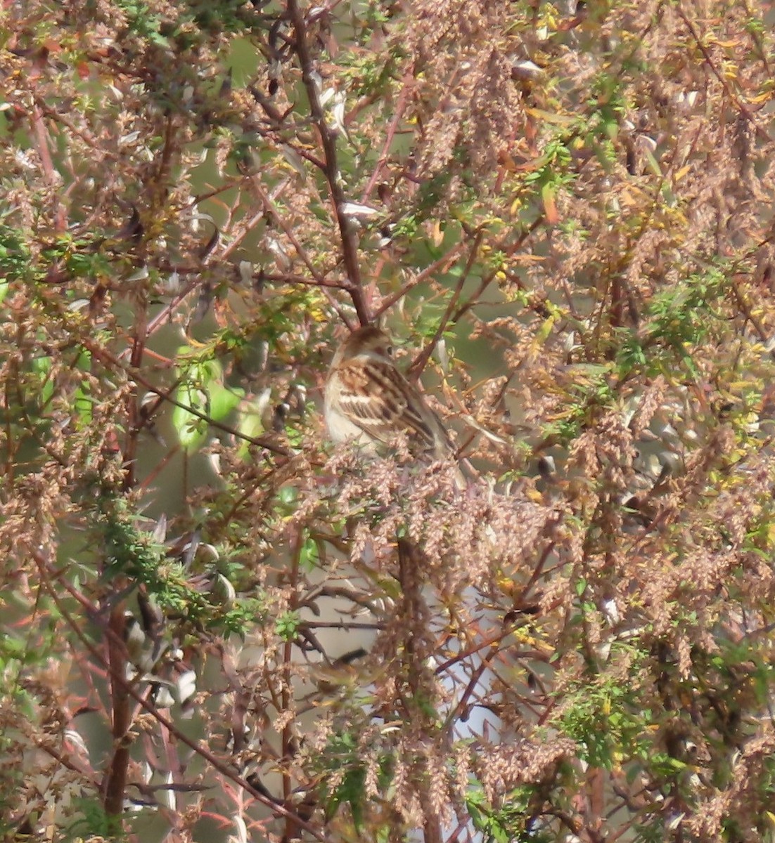 Field Sparrow - ML644746795