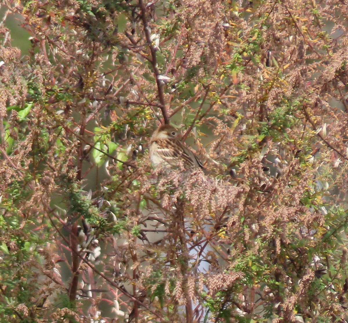 Field Sparrow - ML644746796