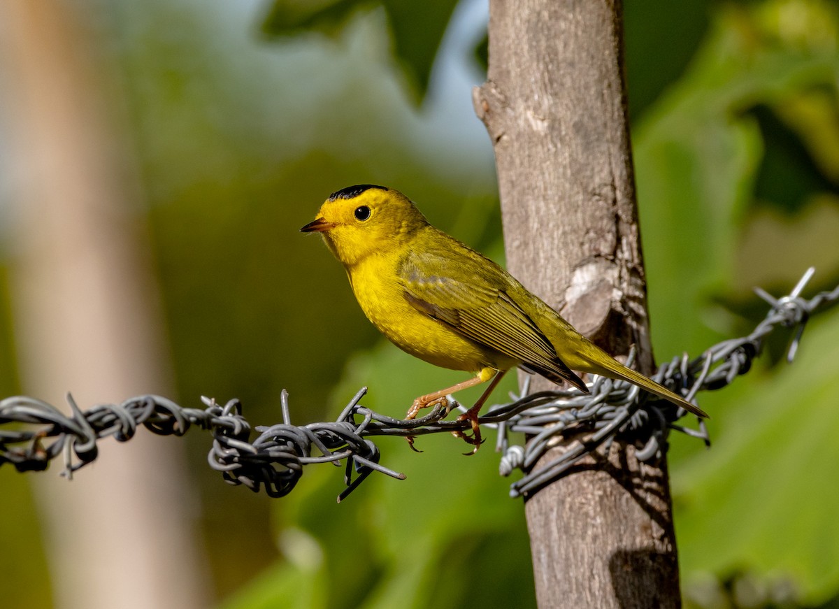 Wilson's Warbler - ML644746797