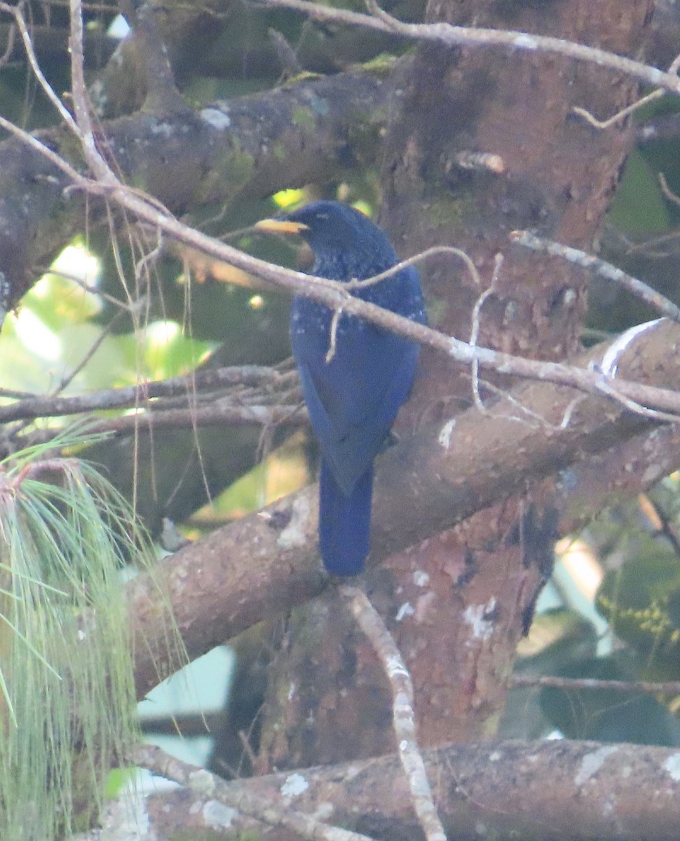 Blue Whistling-Thrush - ML644746801