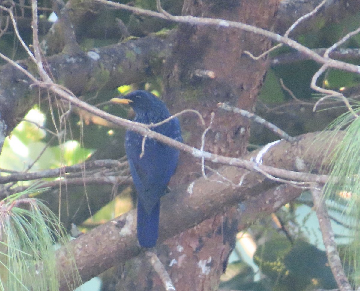 Blue Whistling-Thrush - ML644746802