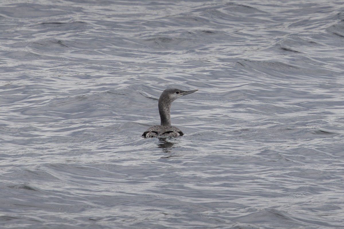 Red-throated Loon - ML644746803