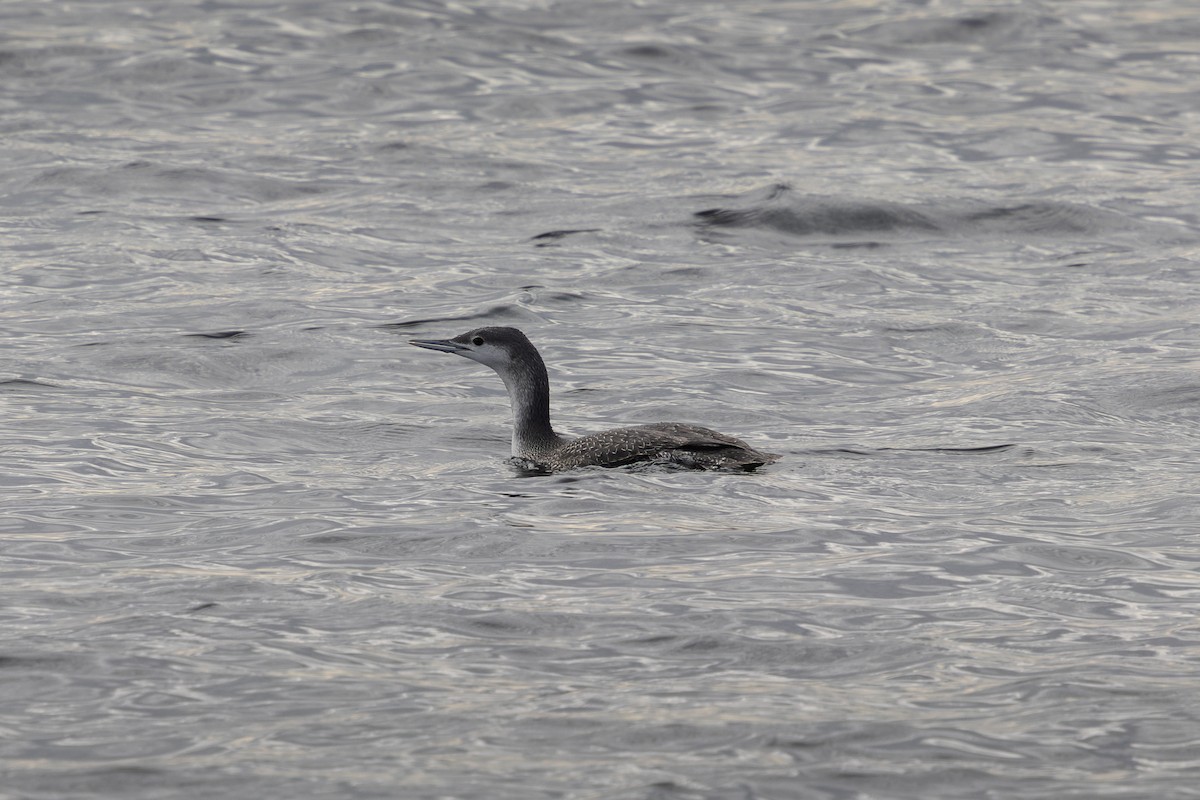 Red-throated Loon - ML644746804