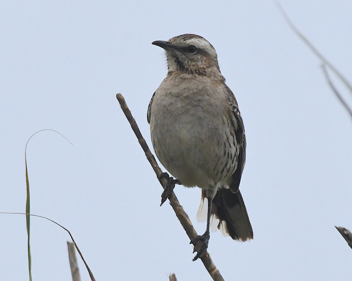 Chilean Mockingbird - ML644746805