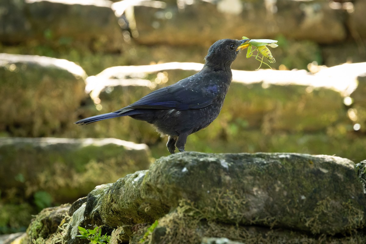 Blue Whistling-Thrush - ML644746806