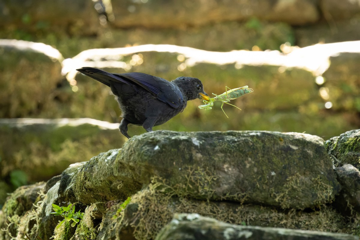 Blue Whistling-Thrush - ML644746807