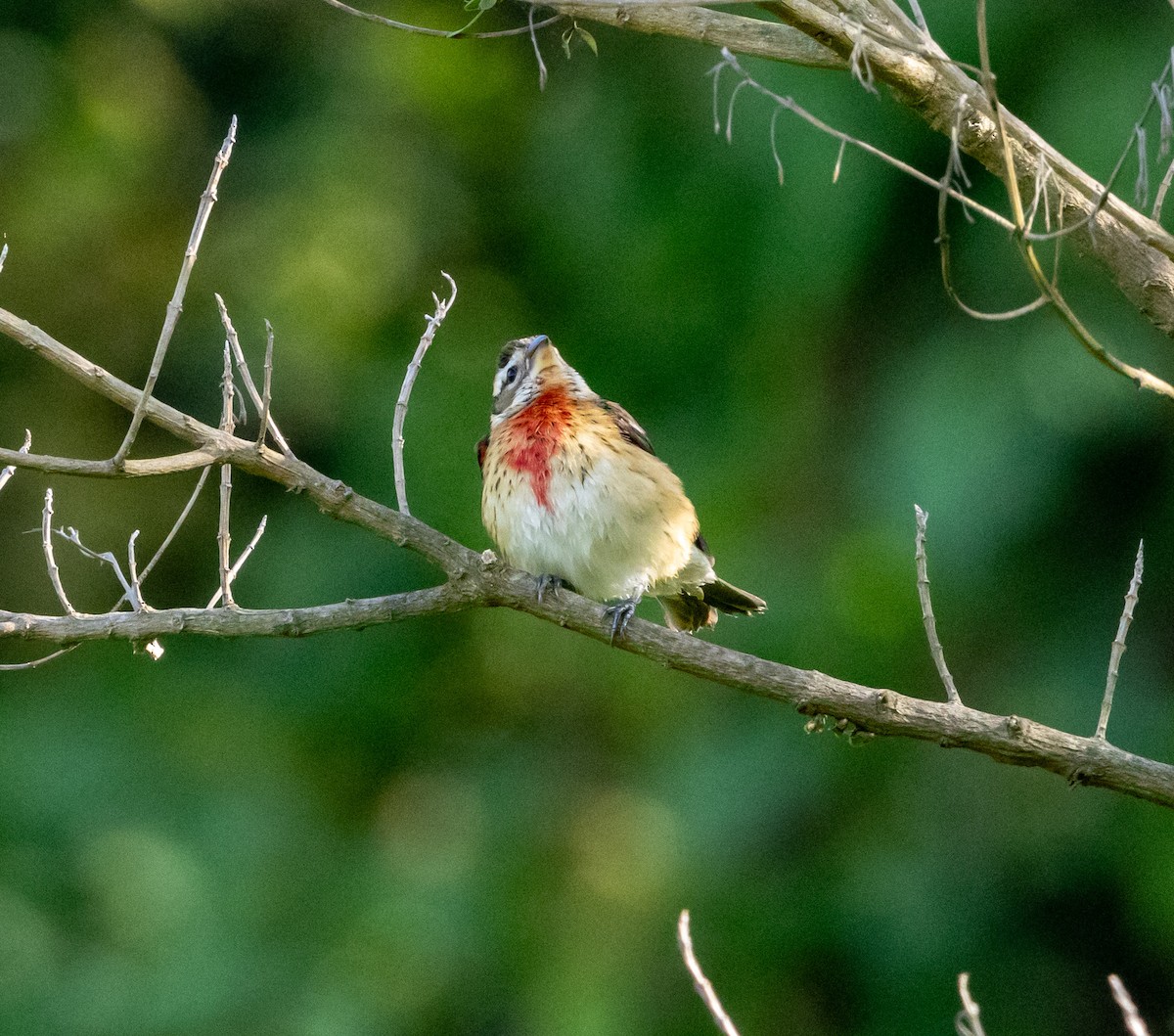 Rose-breasted Grosbeak - ML644746810