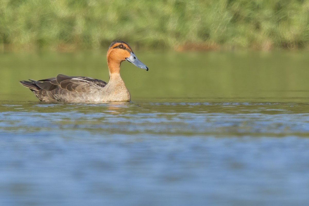 Philippine Duck - ML644746815