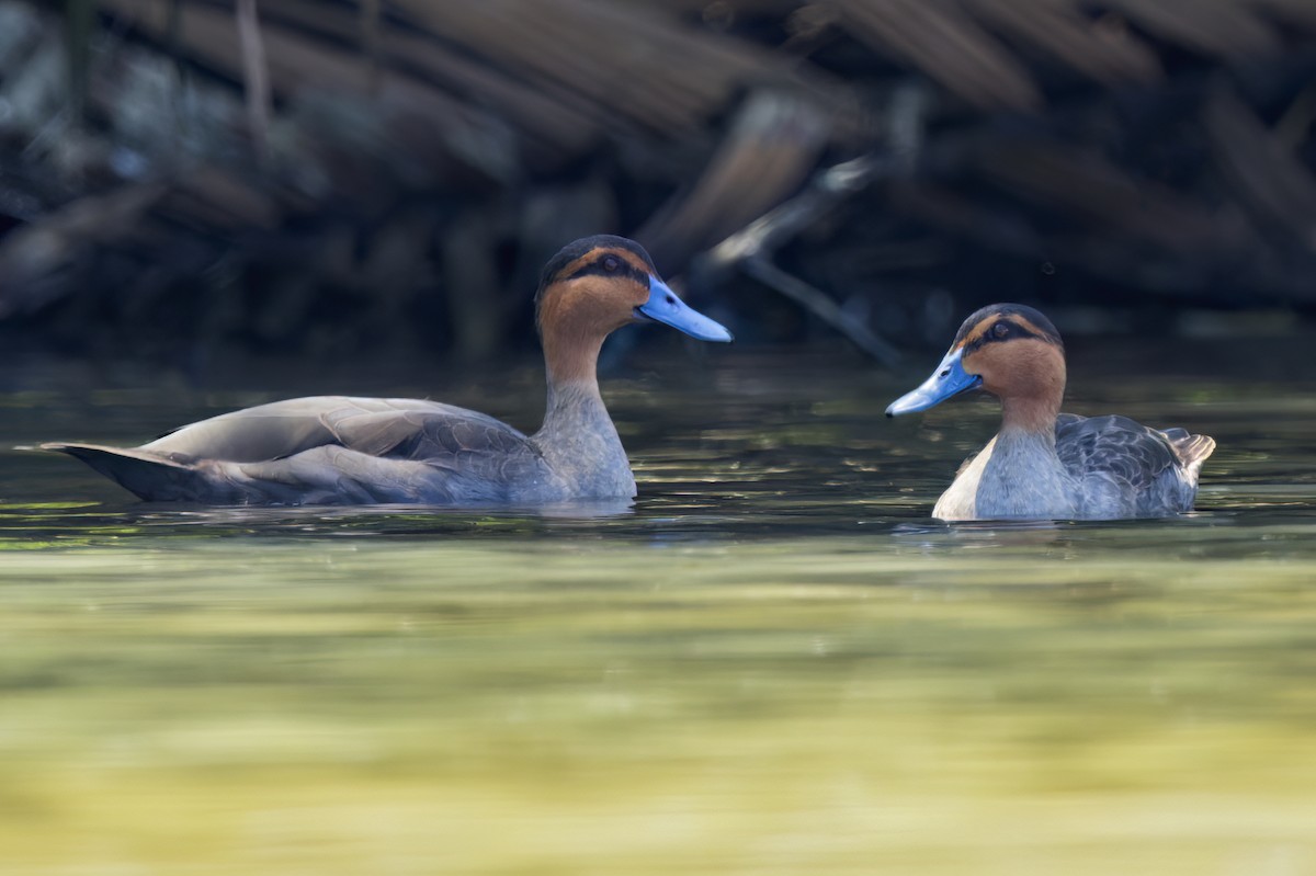 Philippine Duck - ML644746822