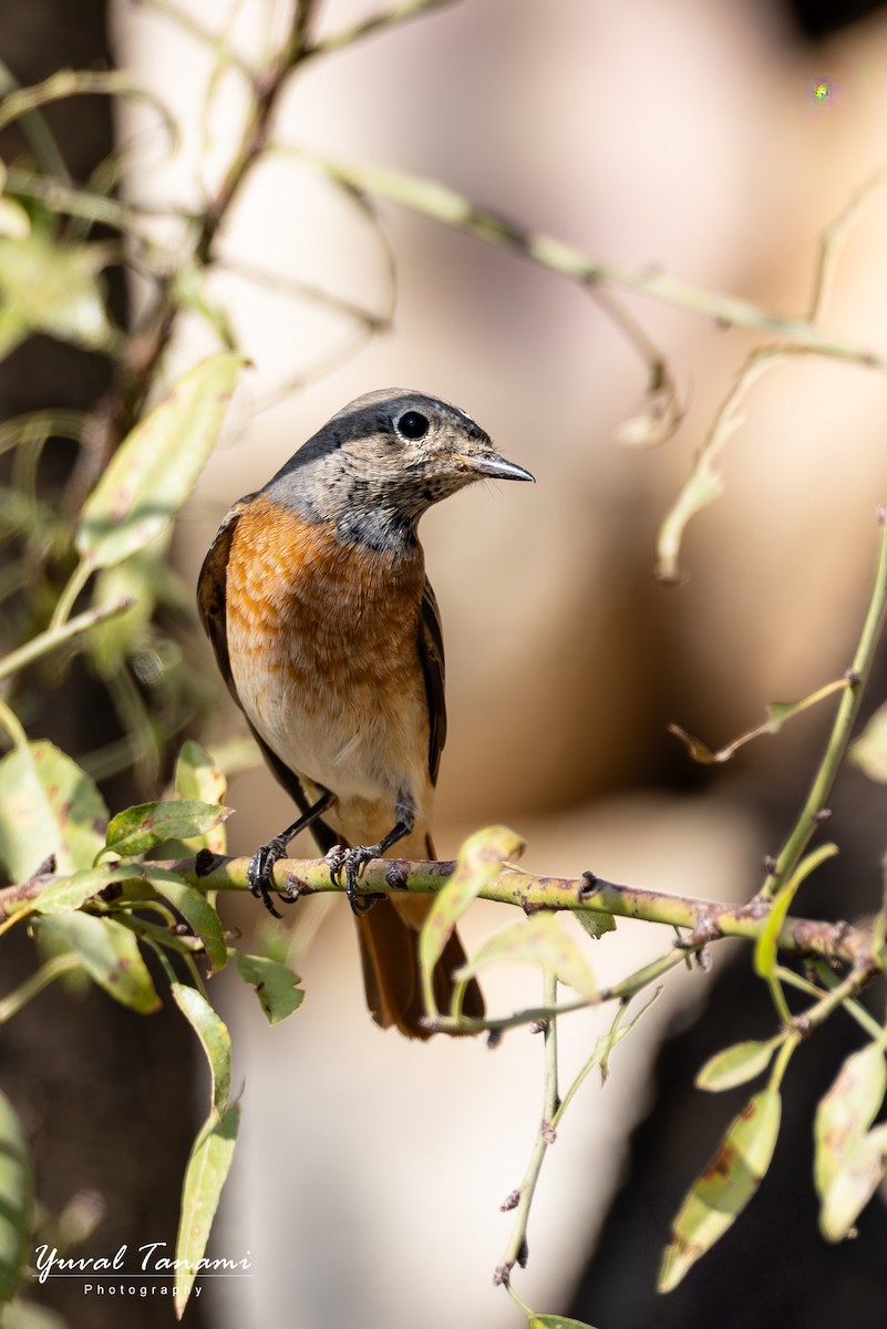 Common Redstart - ML644746829