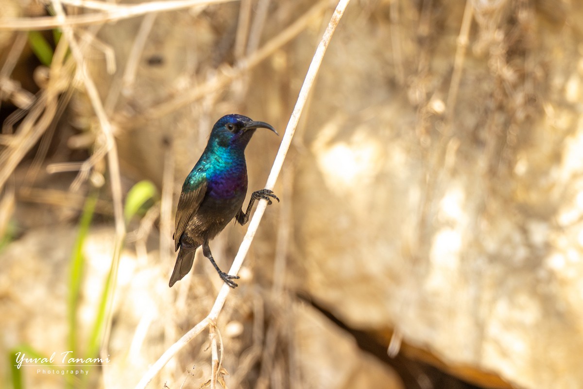 Palestine Sunbird - ML644746831