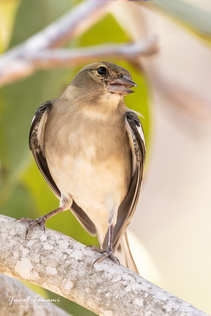 Common Chaffinch - ML644746833