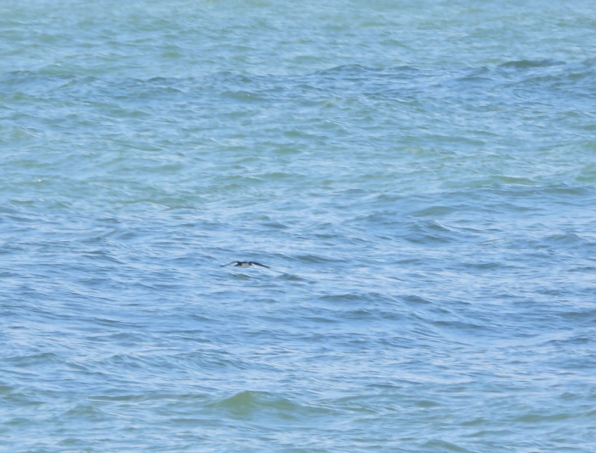 Gabai arrunta - ML644746835