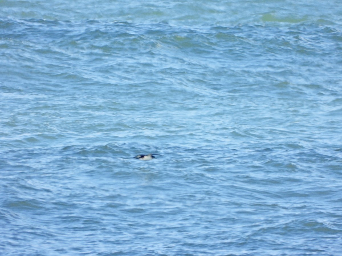 Gabai arrunta - ML644746837